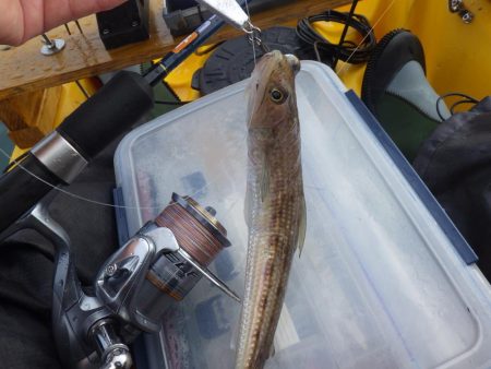 あおりいか一杯だけとは…